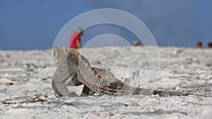 Cuban rock iguana