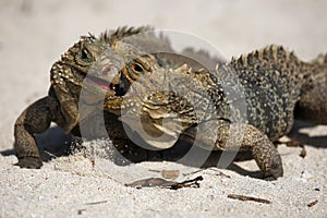 Cuban rock iguana