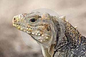 Cuban rock iguana