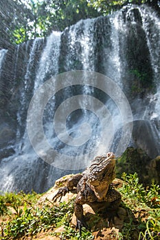 Cuban rock iguana , also known as the Cuban ground iguana.