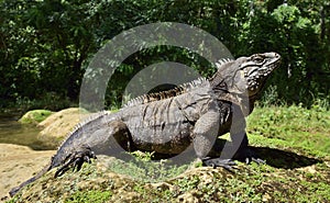 Cuban rock iguana (Cyclura nubila)