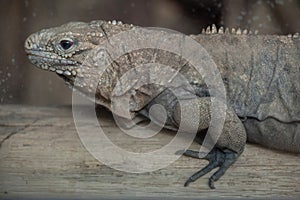 Cuban rock iguana Cyclura nubila