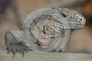 Cuban rock iguana Cyclura nubila