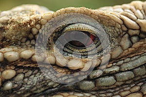 Cuban rock iguana (Cyclura nubila)