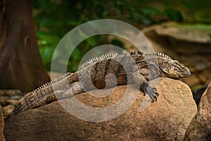 Cuban rock iguana, Cyclura nubila, lizard on the stone in the nature habitat. Reptile on the rock, Cuba, Cetral America. Wildlife