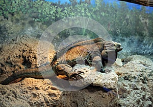 Cuban rock iguana (cyclura nubila) is a species of lizard of the iguana family