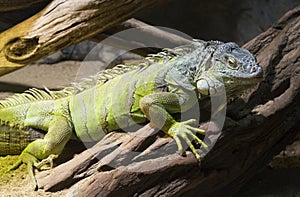 Cuban rock iguana photo