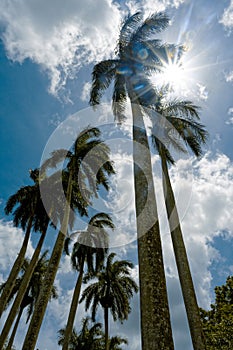 Cuban royal palm