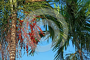 Cuban royal palm