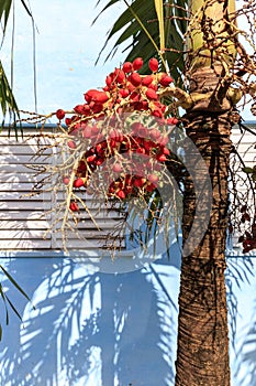 Cuban royal palm with fruits