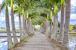 Cuban Royal Palm trees planted along a rural road