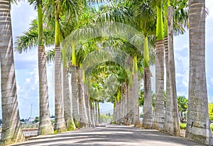 Cuban Royal Palm trees planted along a rural road