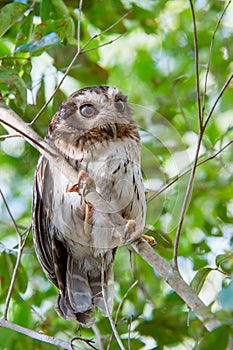 Cuban Screech-owl Gymnoglaux lawrencii at roost site