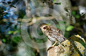 Cuban Screech-owl Gymnoglaux lawrencii at roost site
