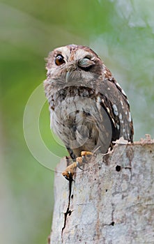 Cuban Screech-owl in Tree Hole