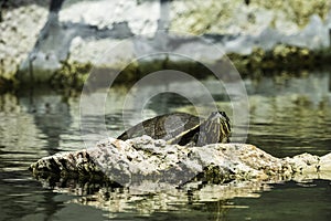 Cuban slider Trachemys decussata, turtle native to Cuba - Peninsula de Zapata National Park, Cuba