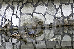 Cuban slider / Trachemys decussata, turtle native to Cuba - Peninsula de Zapata National Park, Cuba photo