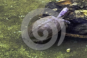 Cuban slider, turtle native to Cuba - Peninsula de Zapata National Park, Cuba