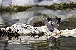 Cuban slider, turtle native to Cuba - Peninsula de Zapata National Park, Cuba