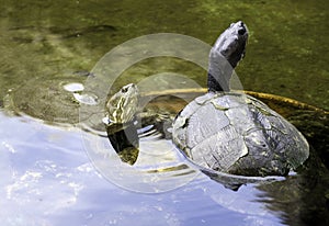 Cuban slider, turtle native to Cuba - Peninsula de Zapata National Park, Cuba