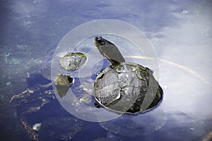 Cuban slider, turtle native to Cuba - Peninsula de Zapata National Park, Cuba