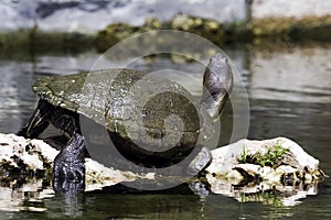 Cuban slider, turtle native to Cuba - Peninsula de Zapata National Park, Cuba