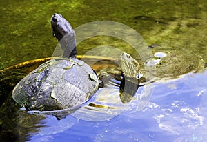 Cuban slider, turtle native to Cuba - Peninsula de Zapata National Park / Zapata Swamp, Cuba
