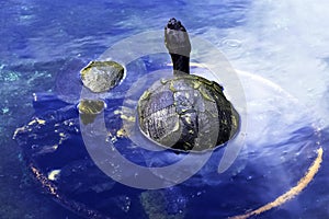 Cuban slider, turtle native to Cuba - Peninsula de Zapata National Park / Zapata Swamp, Cuba