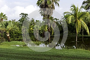 Cuban swamp - Peninsula de Zapata National Park / Zapata Swamp, Cuba