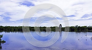 Cuban swamp - Peninsula de Zapata National Park / Zapata Swamp, Cuba