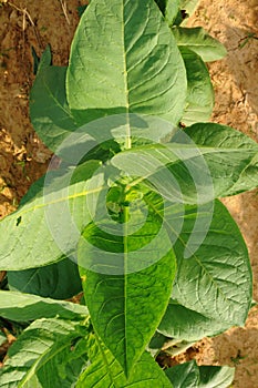 Cuban tabacco plant in Vinales