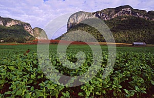 Cuban tabacco-plantation in Vinales / Pinar del Rio sourrounded