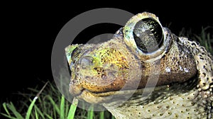 Cuban Toad, Playa GirÃÂ³n, Cuba