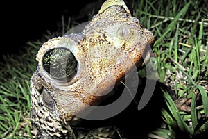 Cuban Toad, Playa GirÃ³n, Cuba