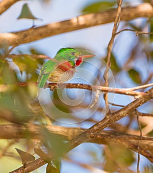 Cuban Tody