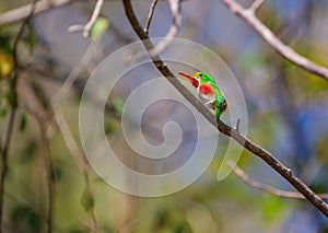 Cuban Tody