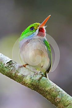 Cuban Tody bird Todus multicolor