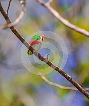 Cuban Tody on a branch