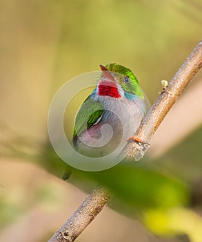 Cuban Tody on a branch