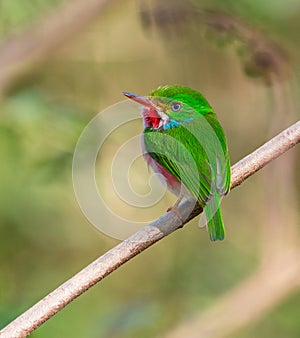 Cuban Tody on a branch