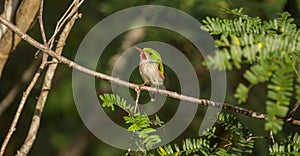 Cuban Tody on a branch