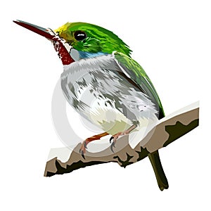 Cuban tody Todus multicolor bird illustration