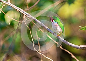 Cuban Tody under the sunshine