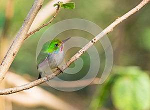 Cuban Tody under the sunshine