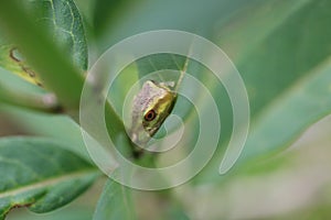 Cuban tree frog hiding between green leaves close up