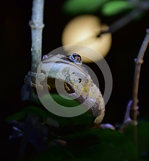 Cuban Tree Frog at night .