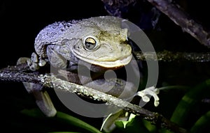 Cuban Tree Frog at night .