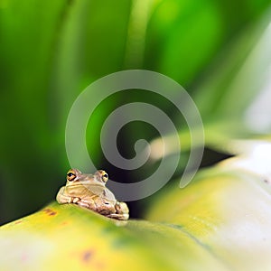 Cuban Tree Frog (Osteopilus Septentrionalis)