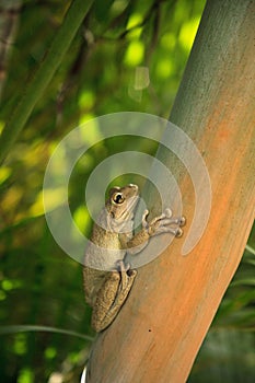 Cuban Tree Frog Osteopilus septentrionalis hangs on an areca palm