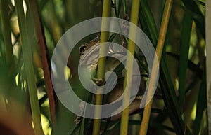 Cuban Tree Frog Osteopilus septentrionalis hangs on an areca palm